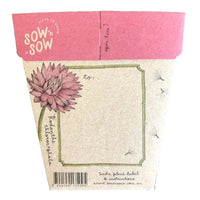 Everlasting Daisy Gift of Seeds Packet by Sow n' Sow - Fauve + Co